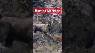 Female and Male  Markhor Matting   #shorts