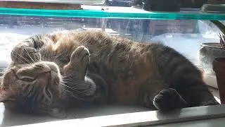 Polydactyl Cat Window Sunbathing has issues