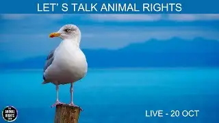 Animal Rights Show | Talking With Vegans