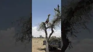 Khejri cutting