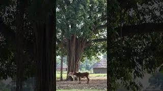 Cow&rsquo;s Journey Through Nature | A Rural Perspective | RDFX AI