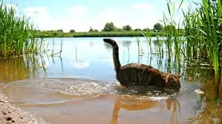 Cat SemSem dream hunting big fish 