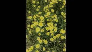 J.S. Bach   French Suite No. 5 in G major, BWV 816 ( g.leonhardt )