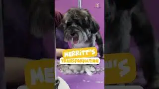 Merritt's Transformation