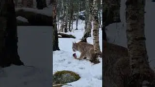 Wolves, Arctic foxes, lynx, bears and the northern ligths ❤️