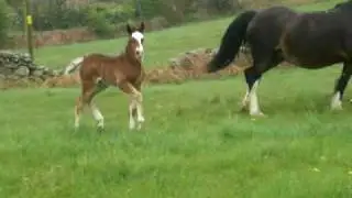 PENFFRIDD GRACE &(DELGARTH FALMAI)