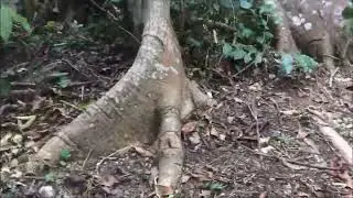 PermaTogo Danyi Plateau Projekt Waldrettung Zwischenbericht, Baumpaten Nr.1-10