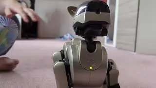 Ruby&rsquo;s reaction to the Japanese Aibo recognition software... It's nothing like the English one!