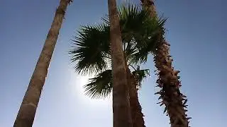 BEAUTIFUL PALMS ON LOCATION ALONG THE COLORADO RIVER//From Laughlin, Nevada