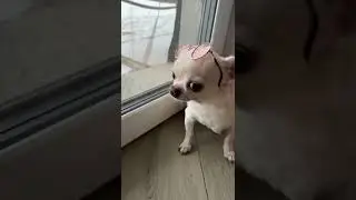 Когда Не Хочется Морозить Лапки 😄 #funnyanimals #petcute #chihuah 269