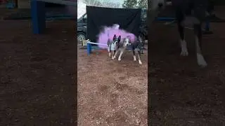 This gender reveal is so unique 👏