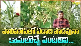 Polyhouse Vegetable Farming Advantages | పాలీహౌస్‌లో ఏడాది పొడవునా కాసులొచ్చే పంటలివి..? Tone Agri