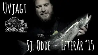Uvjagt - pighvarre, multe og hav&oslash;rred -  Danskvand Productions p&aring; Sj. Odde #2