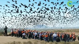 They UNLEASHED THOUSANDS OF PREDATORS TO FIGHT OFF THE CROWS - A Disaster That Terrified People