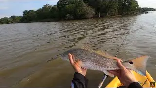 Redfish Action Fishing in Summer Heat
