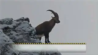 La faune des Alpes