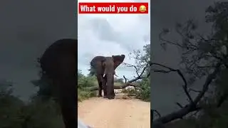 😱😮What would you do!?#shorts