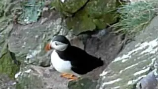 Puffin at Fowlsheugh RSPB Nature Reserve HD