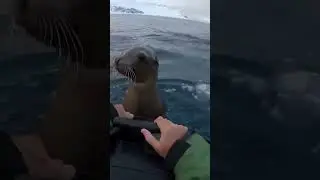 Saving a Sea Lion from Orca in Ocean🦈#SeaLionRescue #SharkEncounter #AntarcticOcean #WildlifeRescue