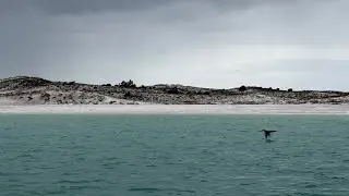 Dolphin 🐬 beach 🏝️ cruise 🚢 trip #dolphin #beach #crabisland #whitesand #cruisetravel 