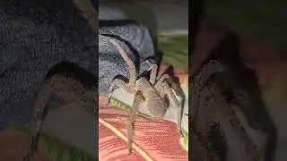 СМЕРТЕЛЬНЫЙ ПАУК В МОЕЙ КРОВАТИ! (Блуждающий паук в Колумбии)