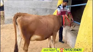 37 37 ਹਜ਼ਾਰ ਦੇ ਰੇਟ ਦੀਆਂ 3 ਗੱਬਣ ਵੱਛੀਆਂ ਇੱਕ ਟੌਪ ਦੀ ਫੁੱਲ ਰਿਕਾਰਡ ਵਾਲੀ ਜਰਸੀ ਵੱਛੀ ਵਿਕਾ!ਊ
