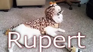 My Cat in a Slutty Giraffe Costume