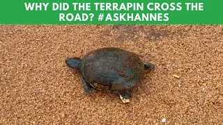 Nature's Feisty Reptiles