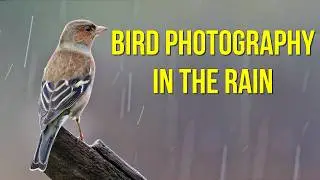 Bird Photography in the Rain | Shutter Speed Tests & Essential Wet-Weather Gear