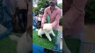 Samoyed Puppy Sell Low Price।
