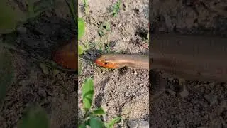Broad Headed Skink Encounter