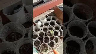 California variety strawberry seedlings #strawberry #waterspray #organicgardening #viral