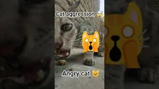 Angry cat Eating chicken #catanger #catfood#chikenrecipe #cat#catagression