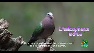 Chalcophaps indica#wildlife#natural #Birds#China