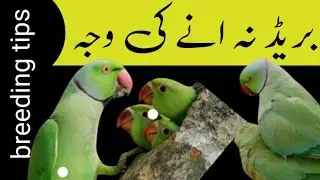 Ringneck sy breed leny ka tarika /breeding tips