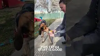 Utah Humane - Thank You For Your Thanksgiving Support!
