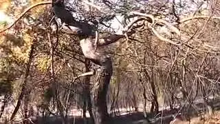 BALIKESİR BİGADİÇ DEĞİRMENLİ KÖYÜNDE ORMAN YANGINI