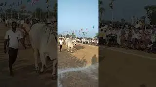 RANA 💙  -The king of DVR        #rana #dheera #dvrmemorial #ongolebulls #ysjagan #ranadheera
