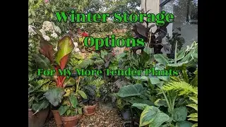 Winter Storage Options for Tender Plants