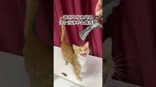 四声猫叫，我的心被&ldquo;绑架&rdquo;了  #cat #pets #cats #catvideos #catshorts