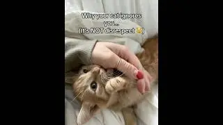 Your cat ignoring you might actually mean&hellip; love 😌🐾 #cat #catlovers #catmom #catvideos #catlovers