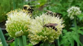 5 Ways to attract bees in your garden - free pollinators 