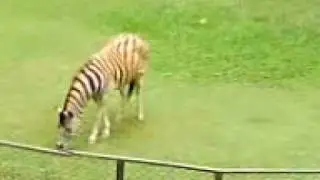 Zebra- Zoo S&atilde;o paulo
