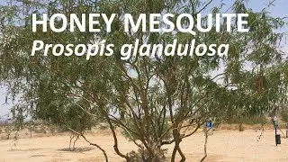 Honey Mesquite - Prosopis glandulosa