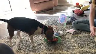 July Bark box