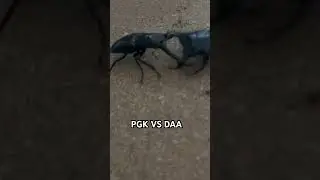 Prosopocoilus giraffe keisukei vs Dorcus antaeus antaeus beetle fight #bugbattle #insectbattle