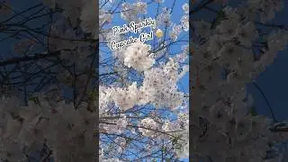 Spring in the South #spring #southern #cherrytree #flowers #beauty #nature #shorts #shortvideo #calm