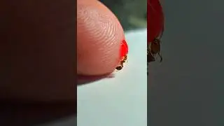 Делимся красным жидким сахаром с красными муравьями #насекомые #таймлапс #короткометражки