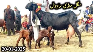 Live Sahiwal Bakra Mandi Update Today Latest Update-Milking Goats With Kids-Breeder- 20 January 2026