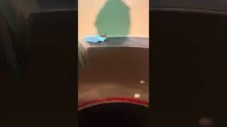Chesatibg￼